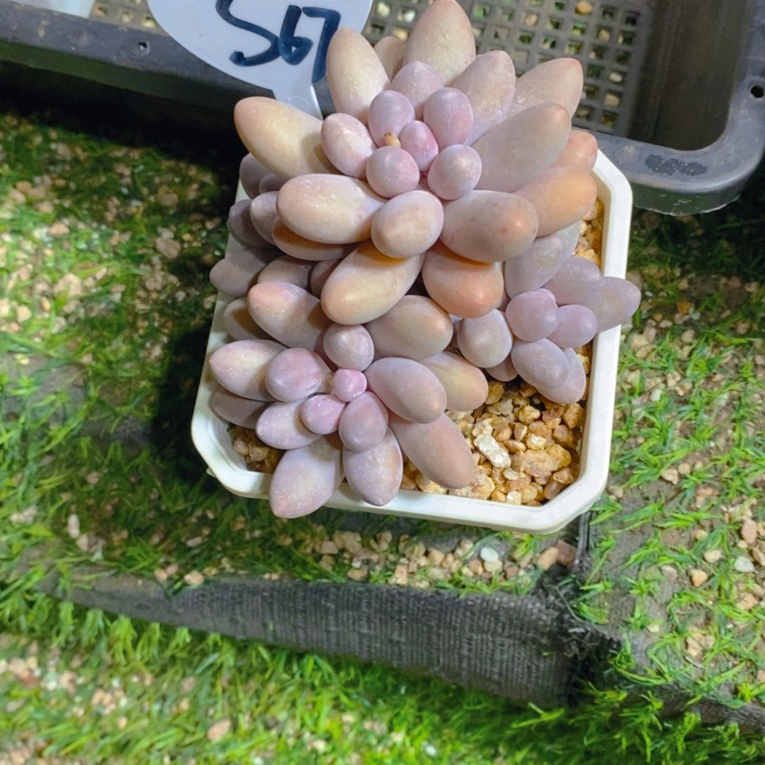 九*?汤圆群多肉植物