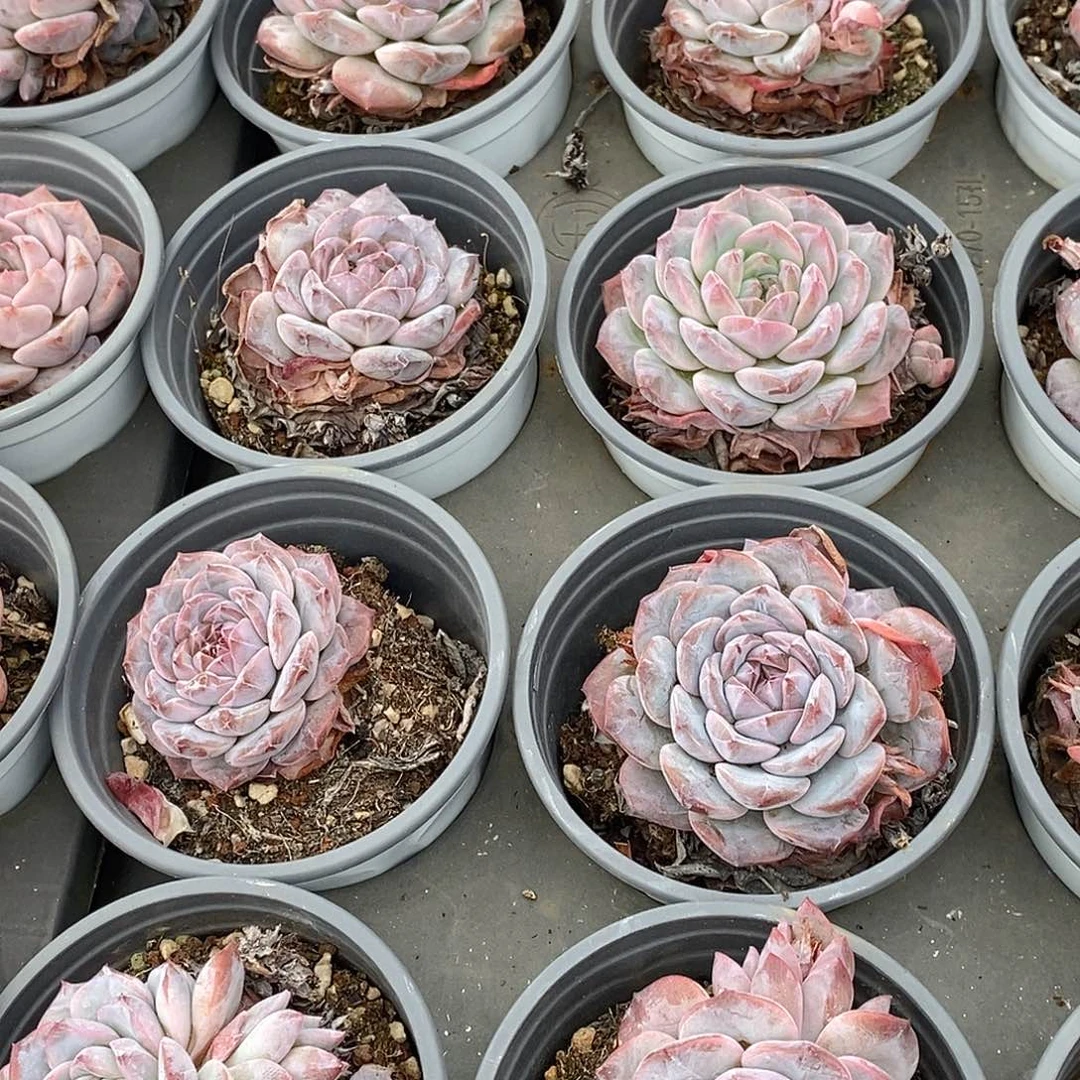 金汇园艺，紫冰魄单头