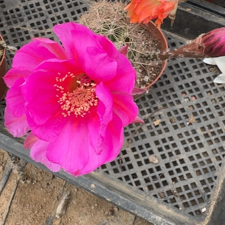 389实生彩草瘦脱土掰花斑