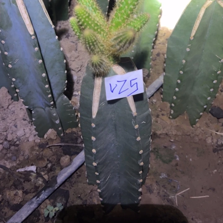 冰***洁V25量天尺嫁接金妞三文鱼140