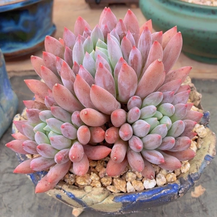 多肉索罗门一物一拍-4