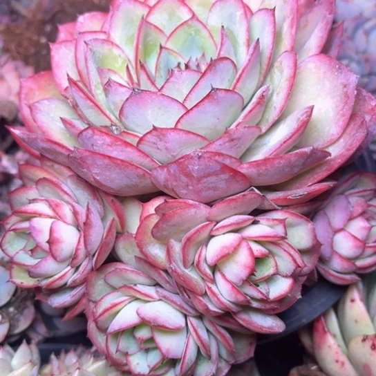 青**渐多肉植物的植物