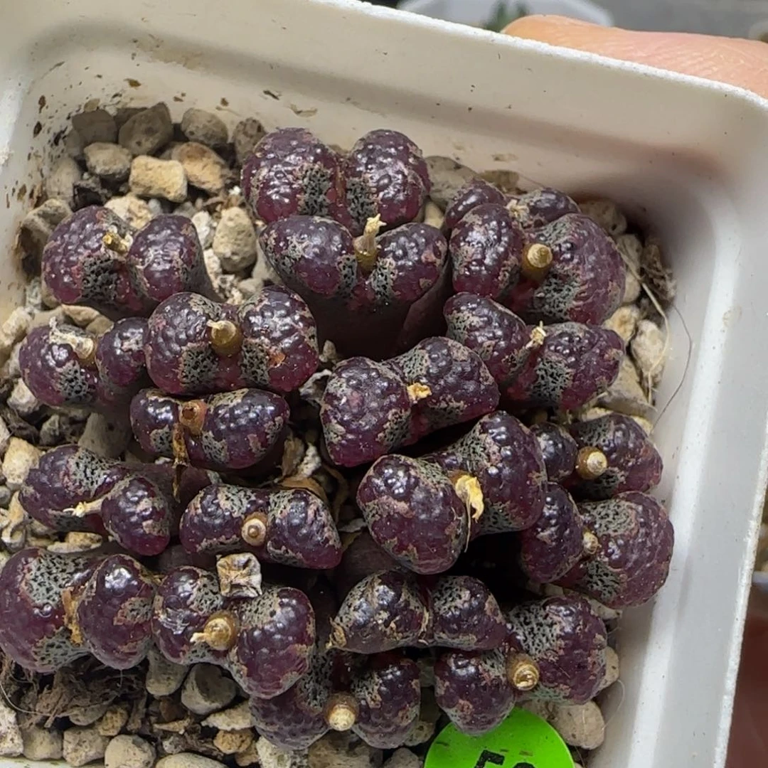 紫体泡泡超碟多肉植物58