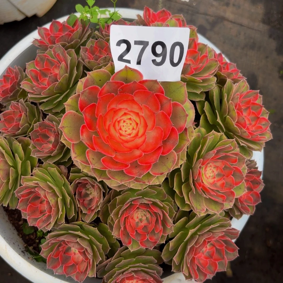 2790多肉植物荔枝