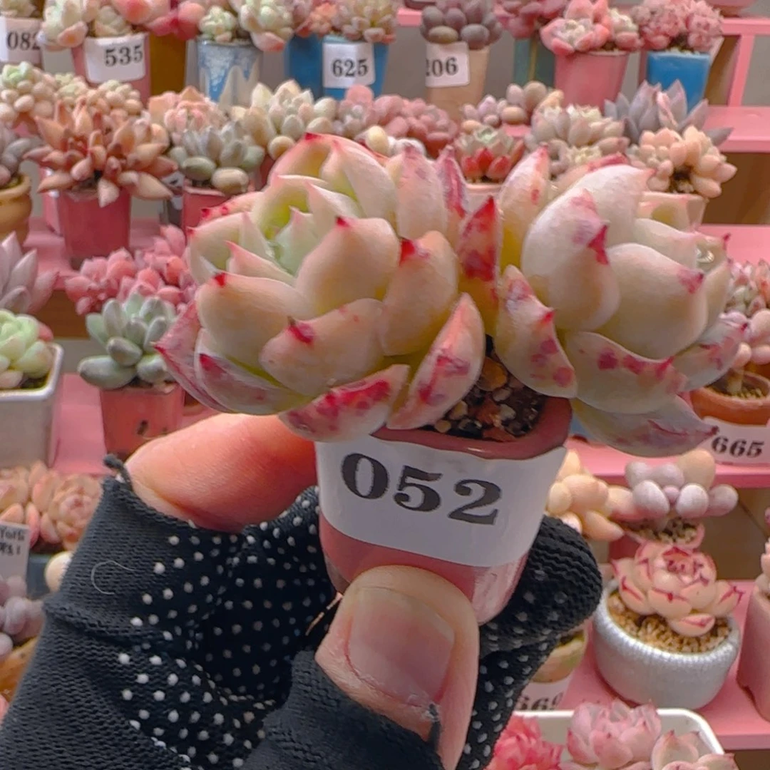 杂交052 （38元包邮），带盆土发，月鸣多肉。