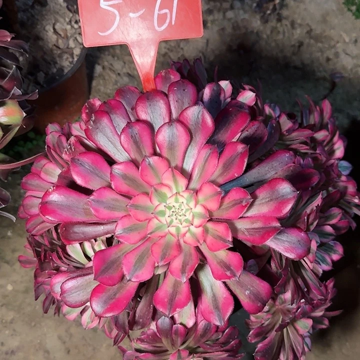 5-61红铜超白多肉法师