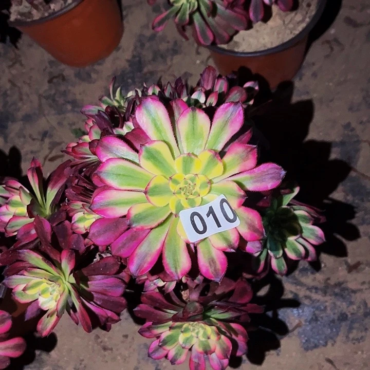 010舞天姬多肉植物处理不售后