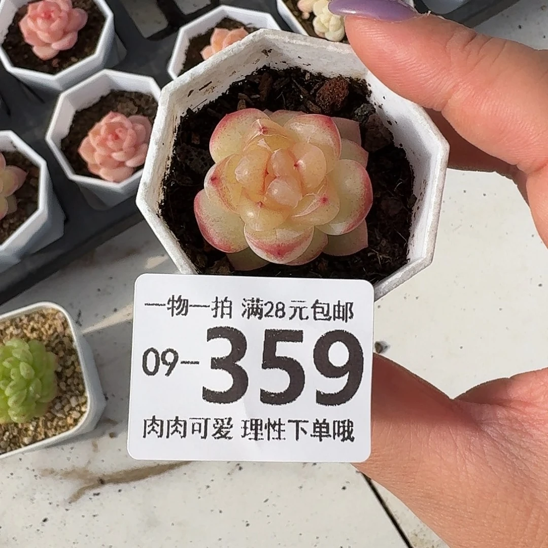 恶魔之泪无盆土发货无