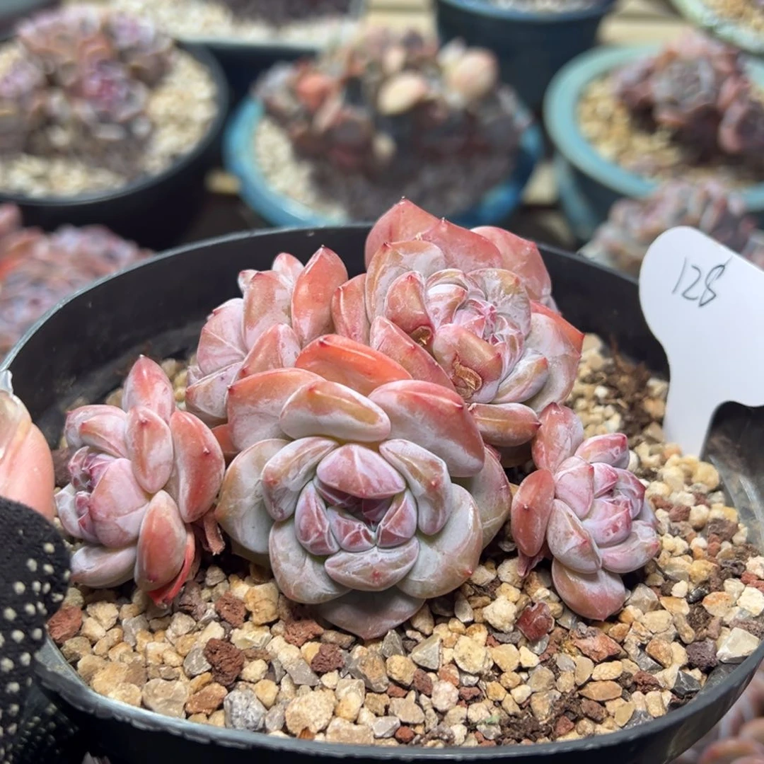 七头小脸飘枝粗腿