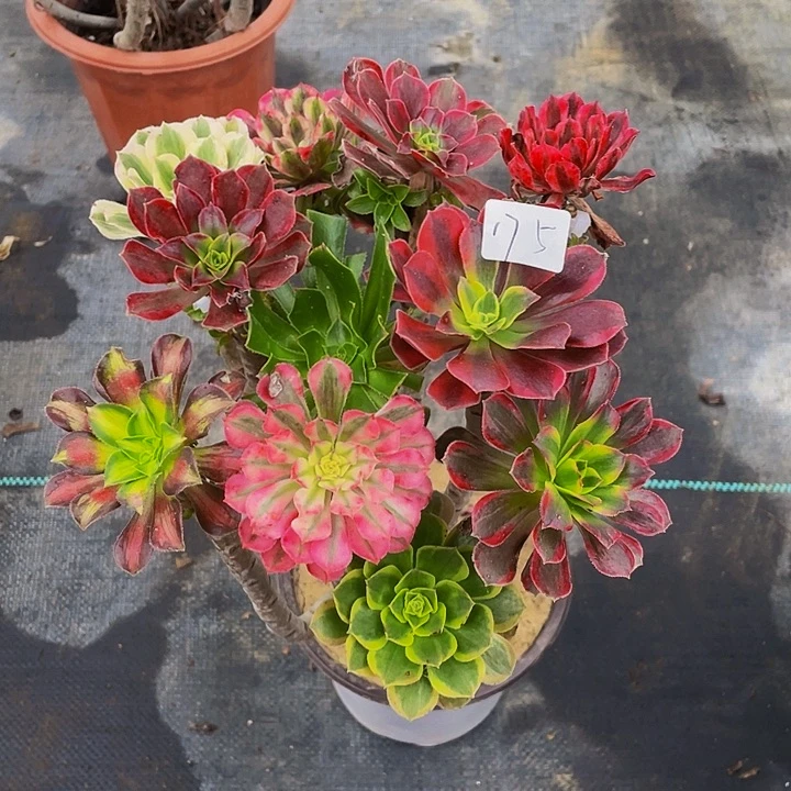 久***久架接法师一个175号一棵