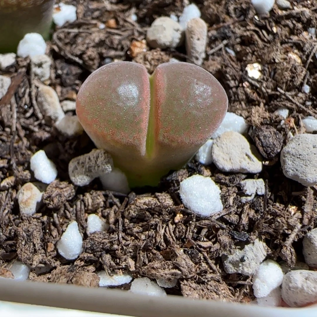 肉锥多肉植物组合-极红矮胖955