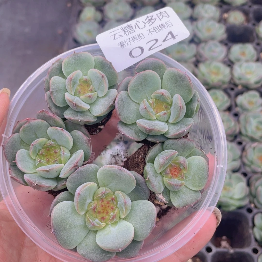 云糖心多肉植物24