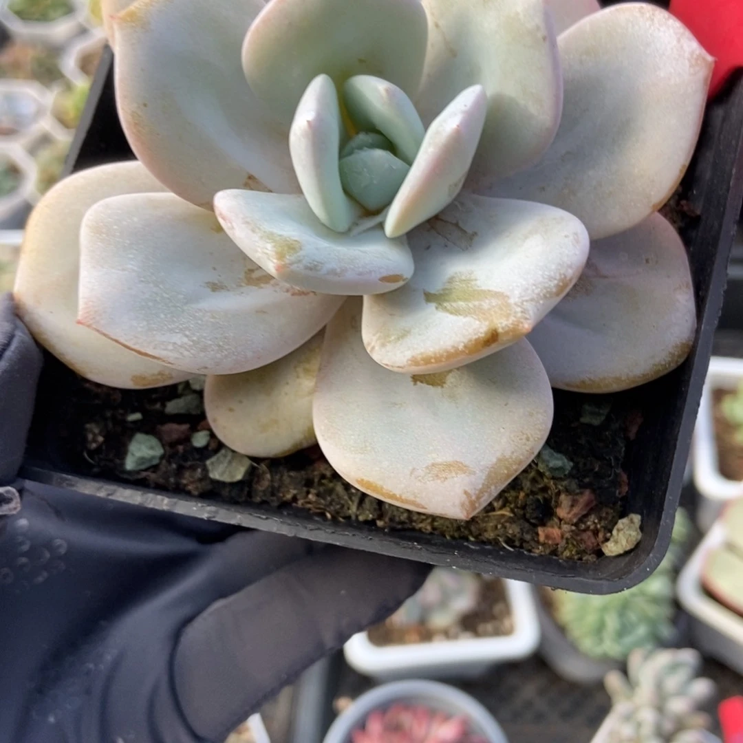 839奶茶多肉植物保护
