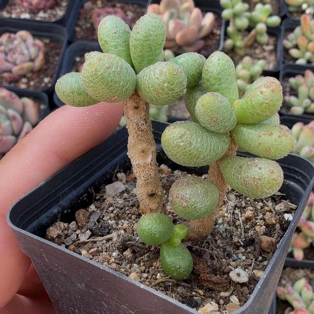 巨***兽巨头专拍绿龟之卵