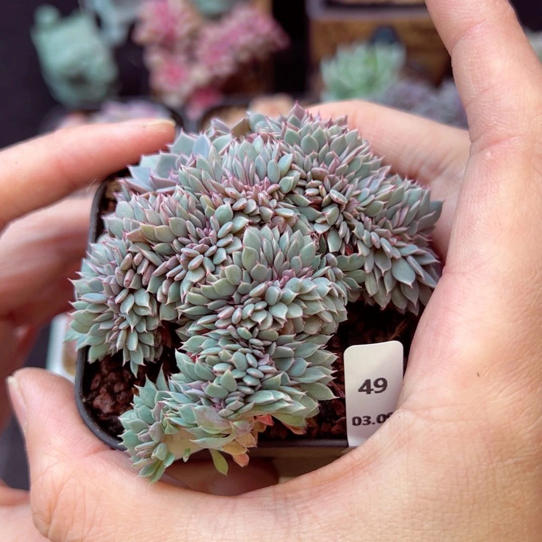 ╈****飞纸风车缀49、哈哈哈哈