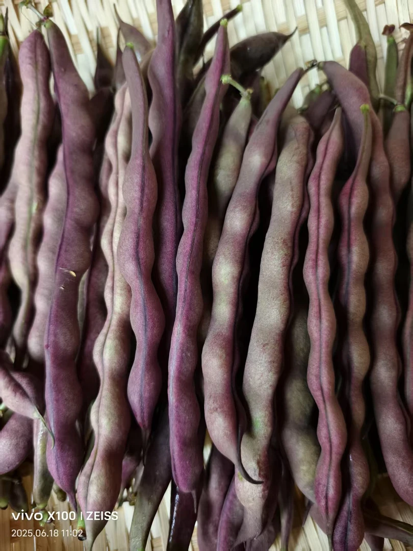 恩施高山老品种紫皮豆角四季豆