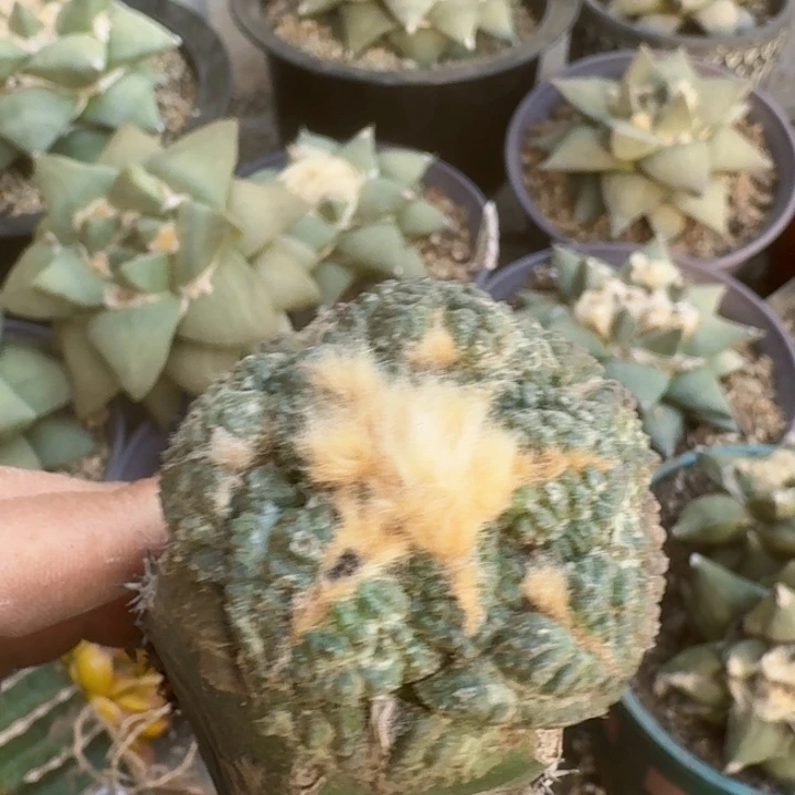 0791大尤连山牡丹仙人球