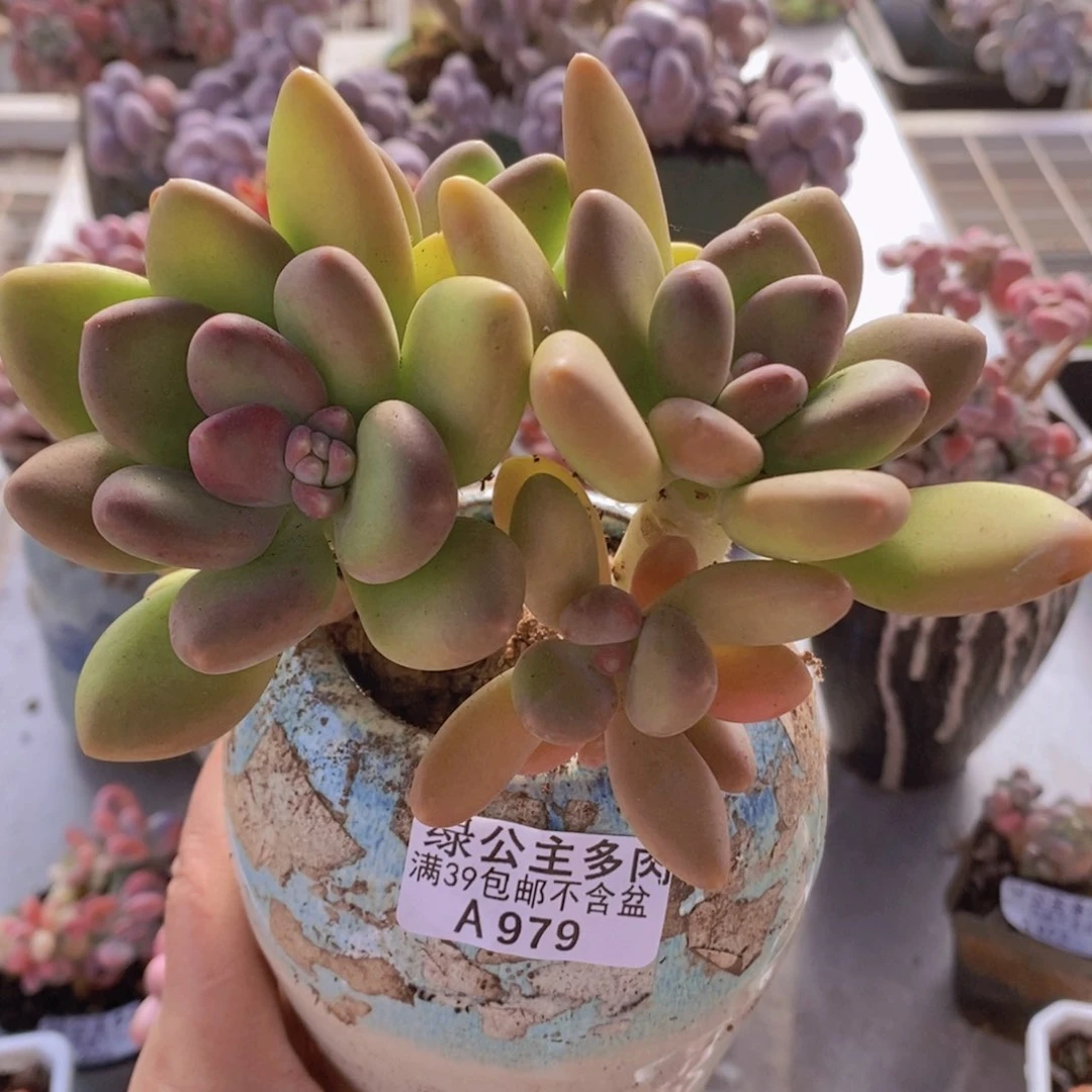 芒果奶老桩12cm979多肉植物