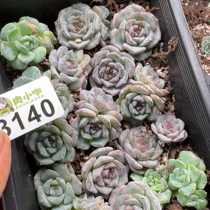 纵***雪多肉植物多肉植物