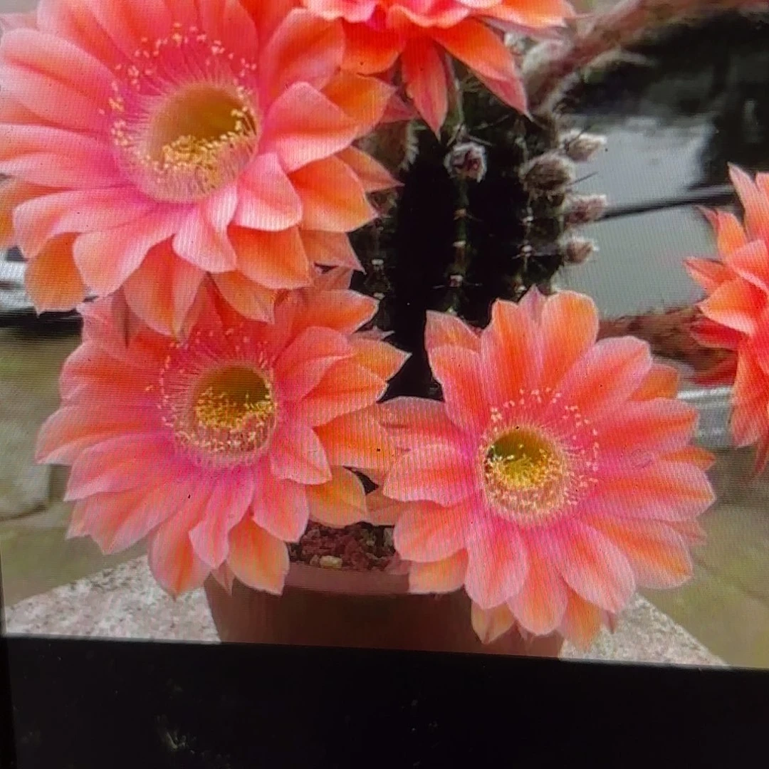 遐想彩侧牙20包邮仙人球46