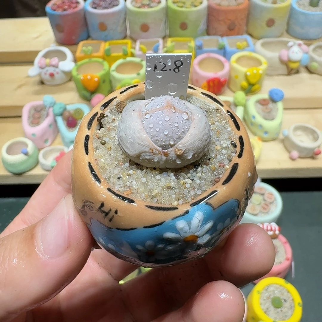 红陶蘑菇391高尔夫