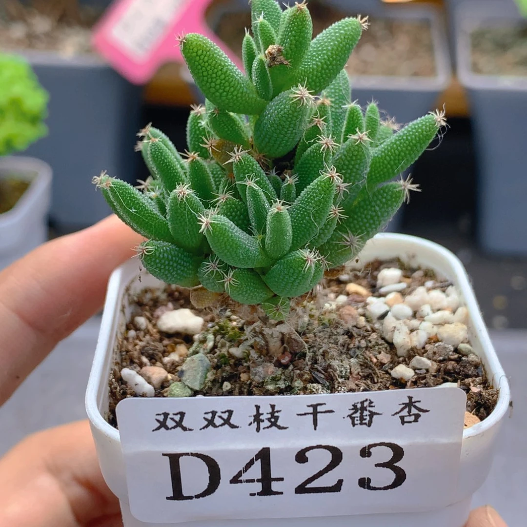 423玉米。