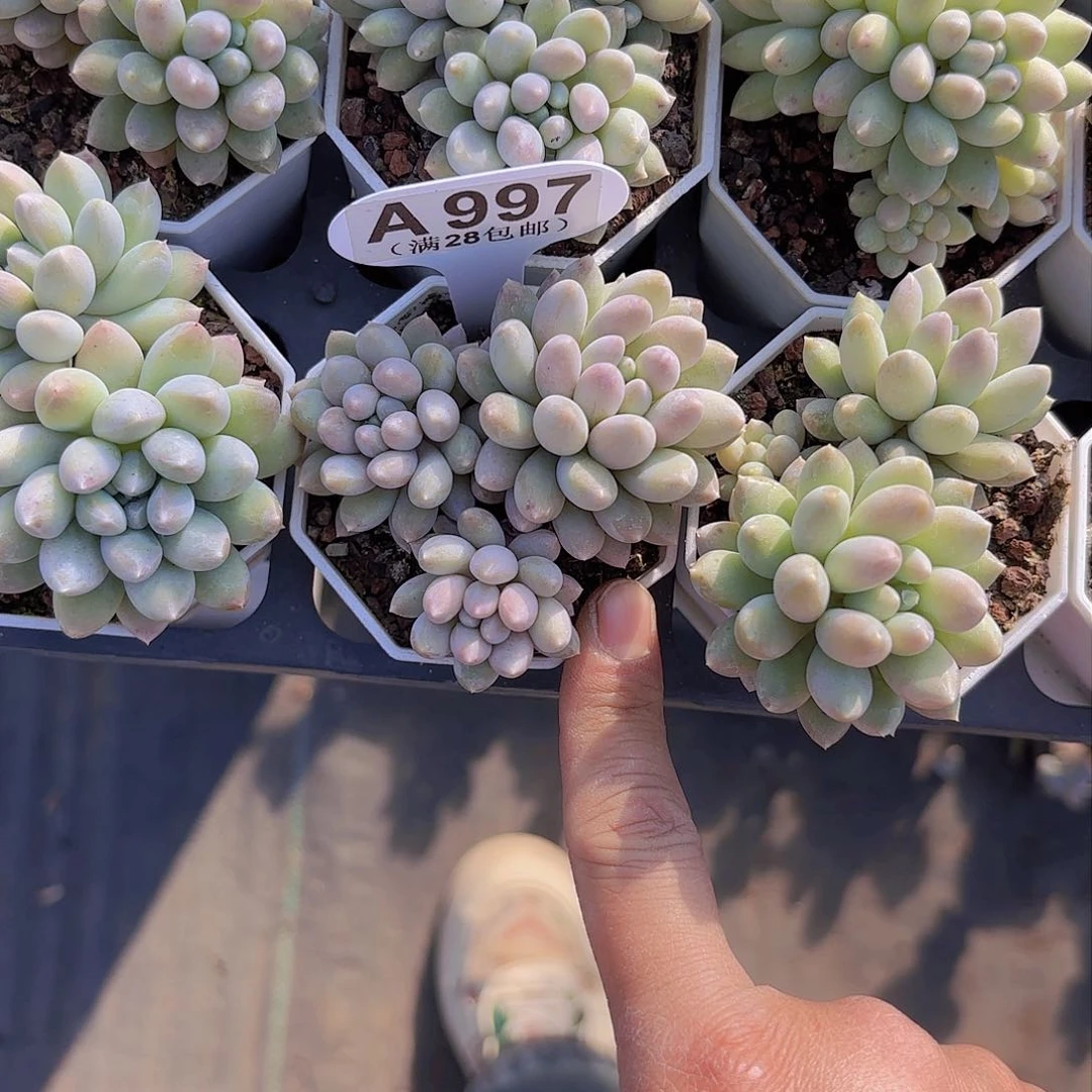 A997奶糖一物一拍