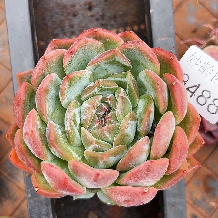 8488杂交多肉植物基地