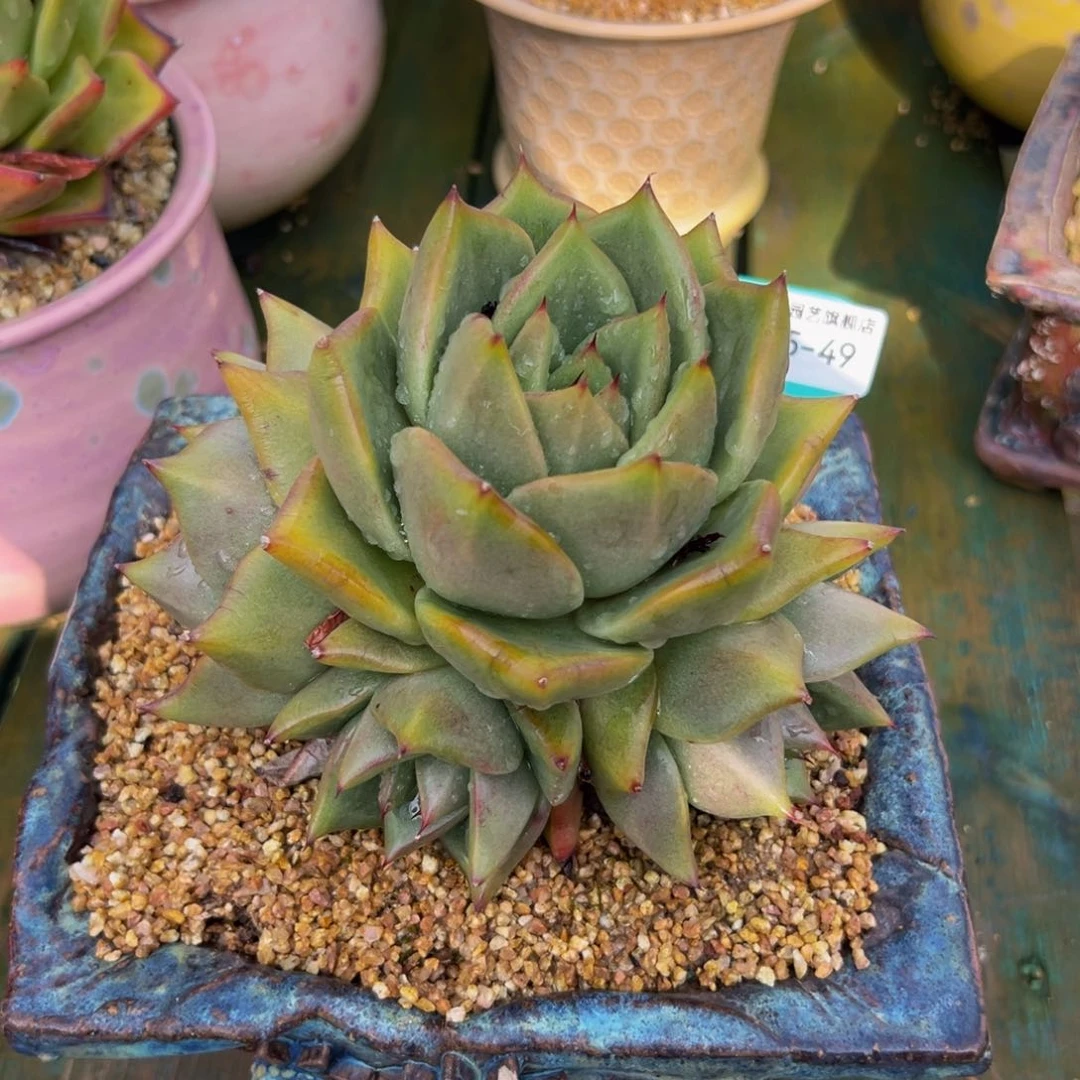 多肉一物一拍0715-49