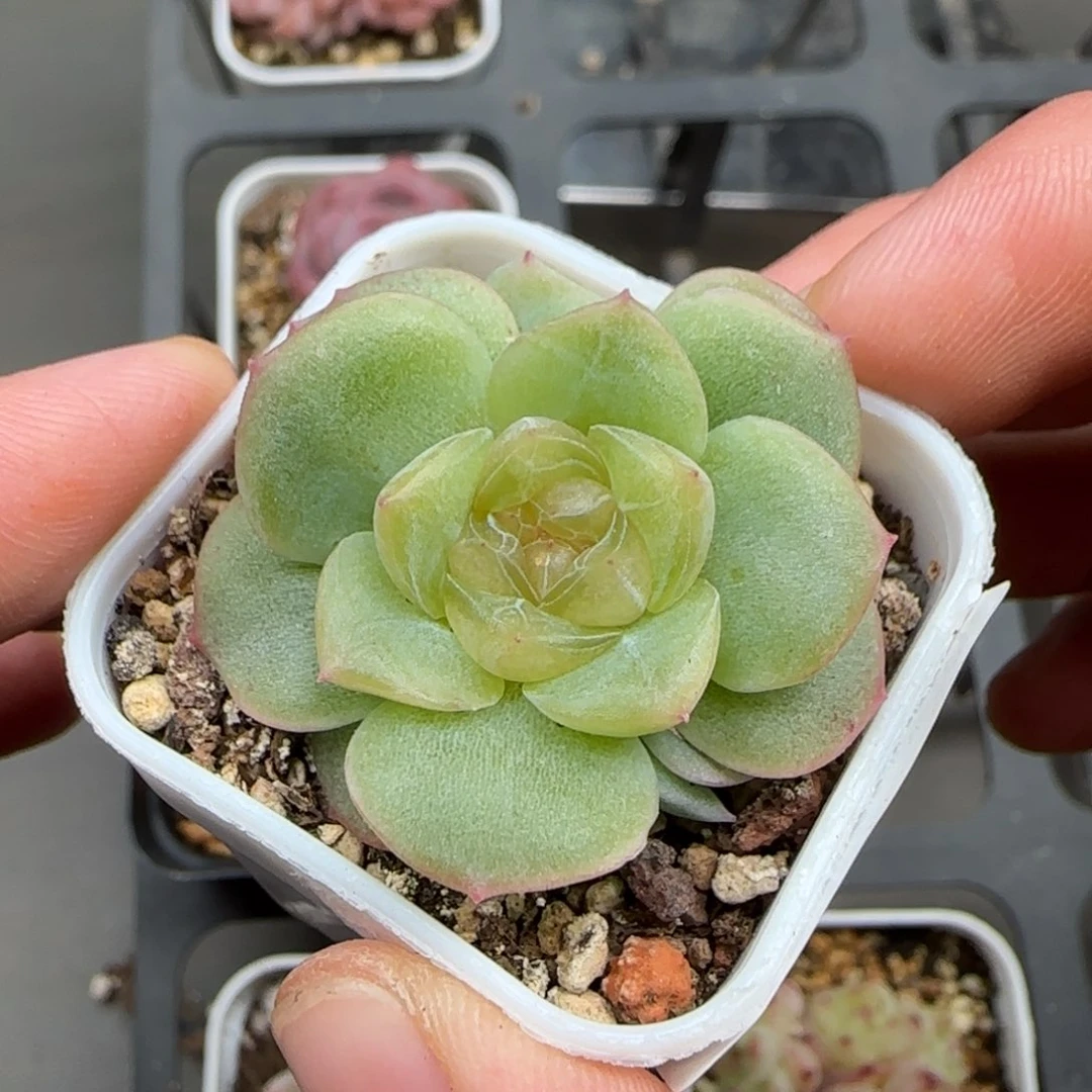 一物一拍谪仙29029