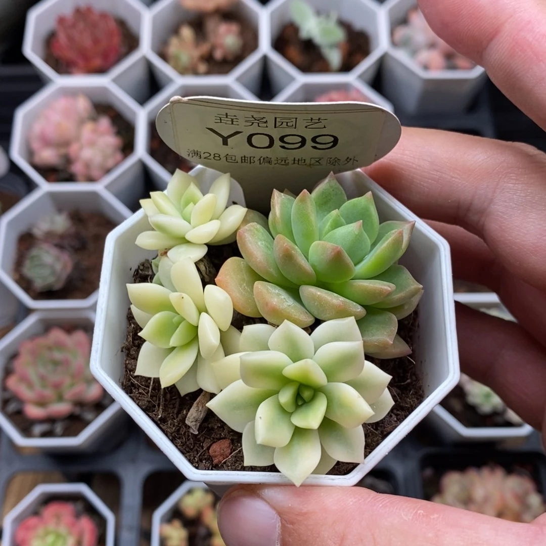 0099 马库斯锦 6cm