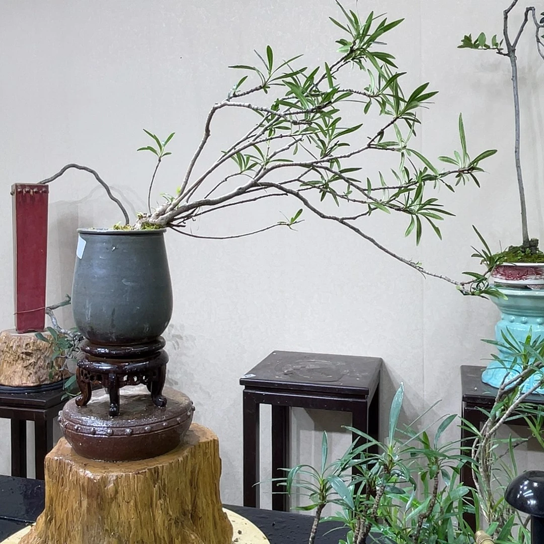 Z****无花朵346154048154584844