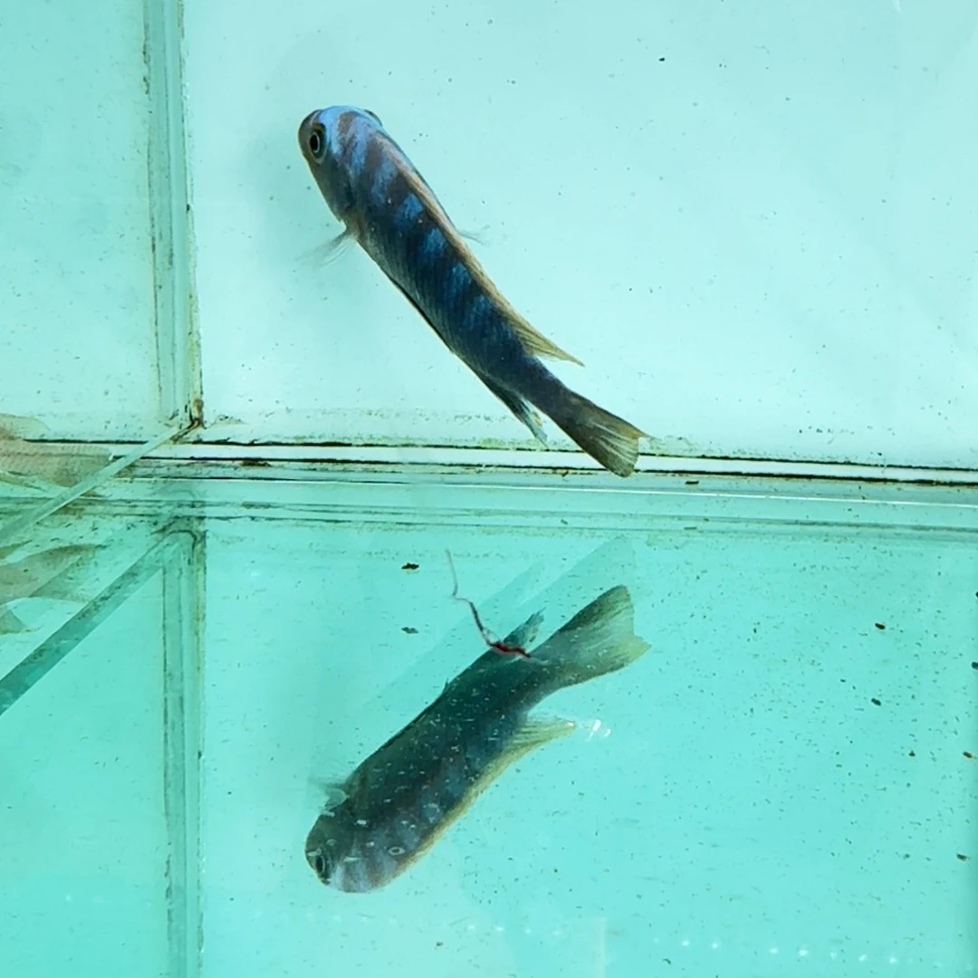 慈鲷495蓬勃斑马。