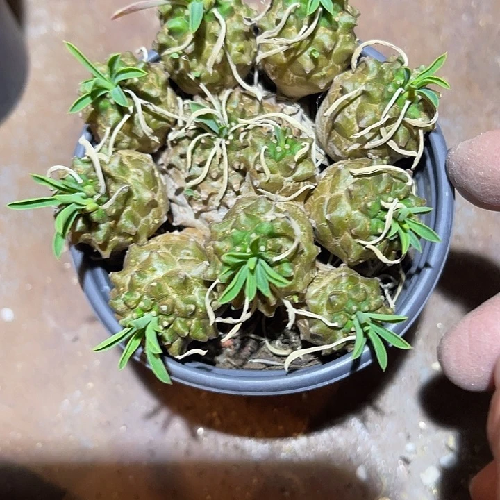 满38包邮2天凑单，脱土晾根发货多肉植物峨眉山