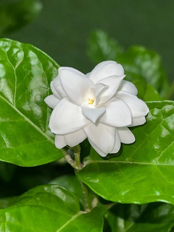 云南茉莉花 爆花款 勤花 大花浓香型 高级香味茉莉花新品种