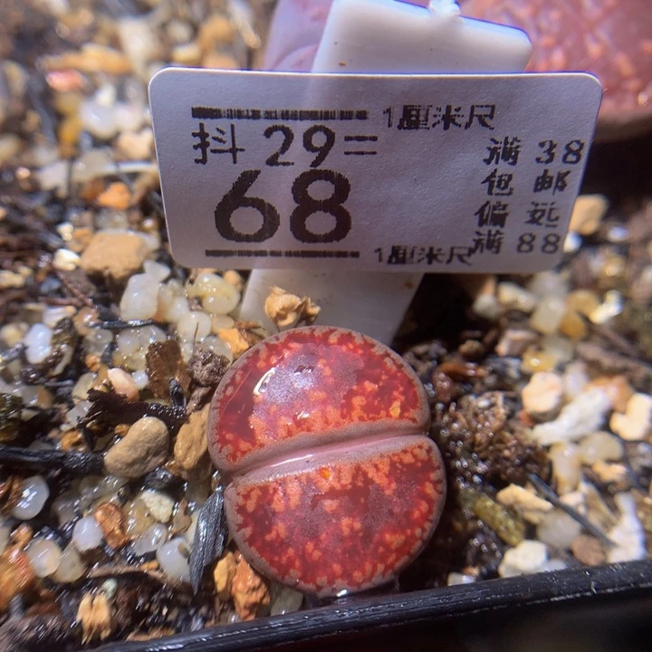 精品生石花29.68