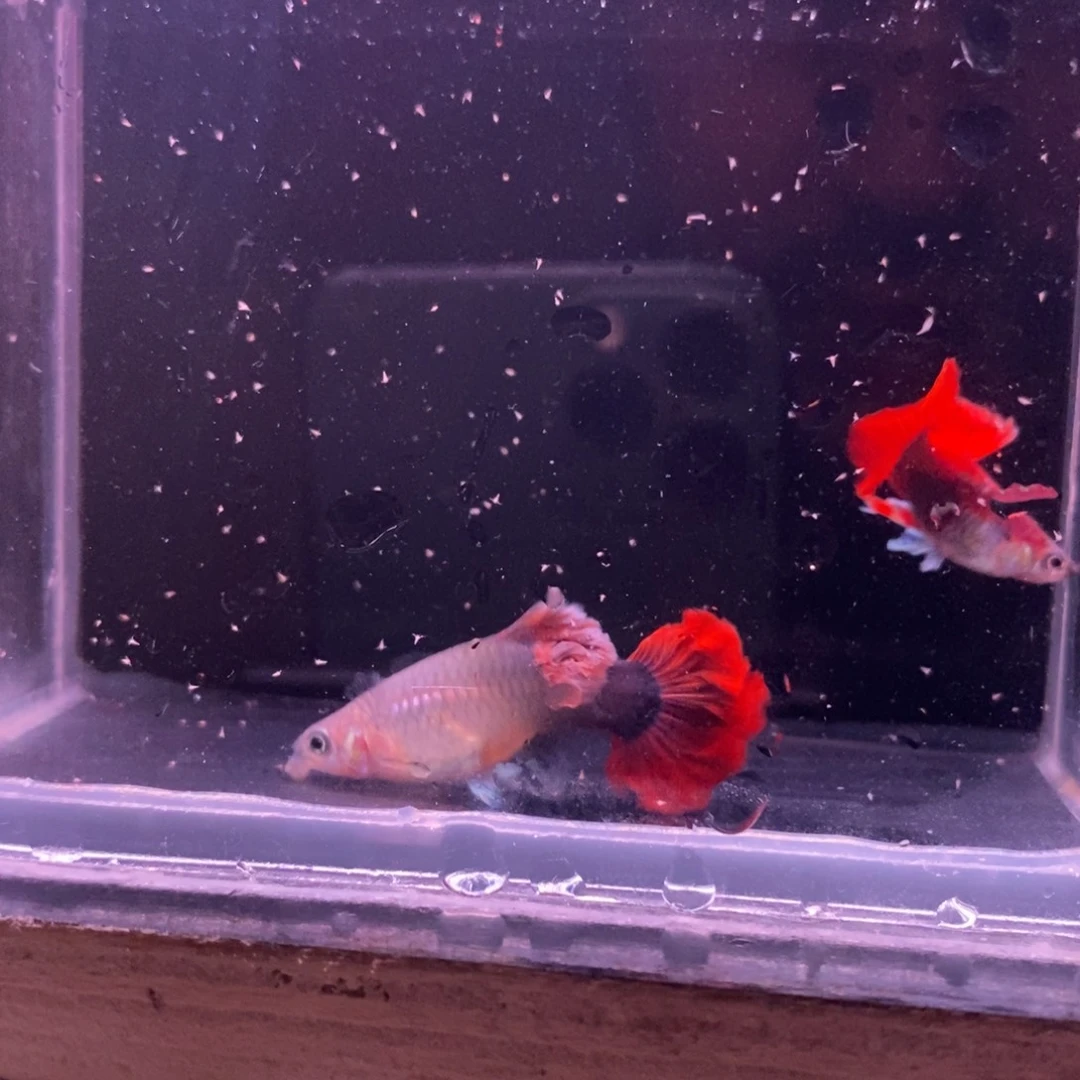孔雀鱼菊花帆一对
