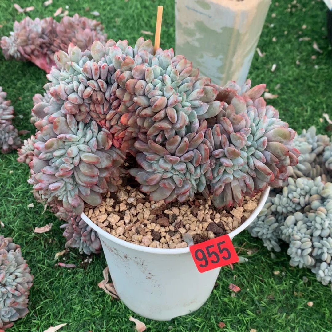 955橙子1111111111111111