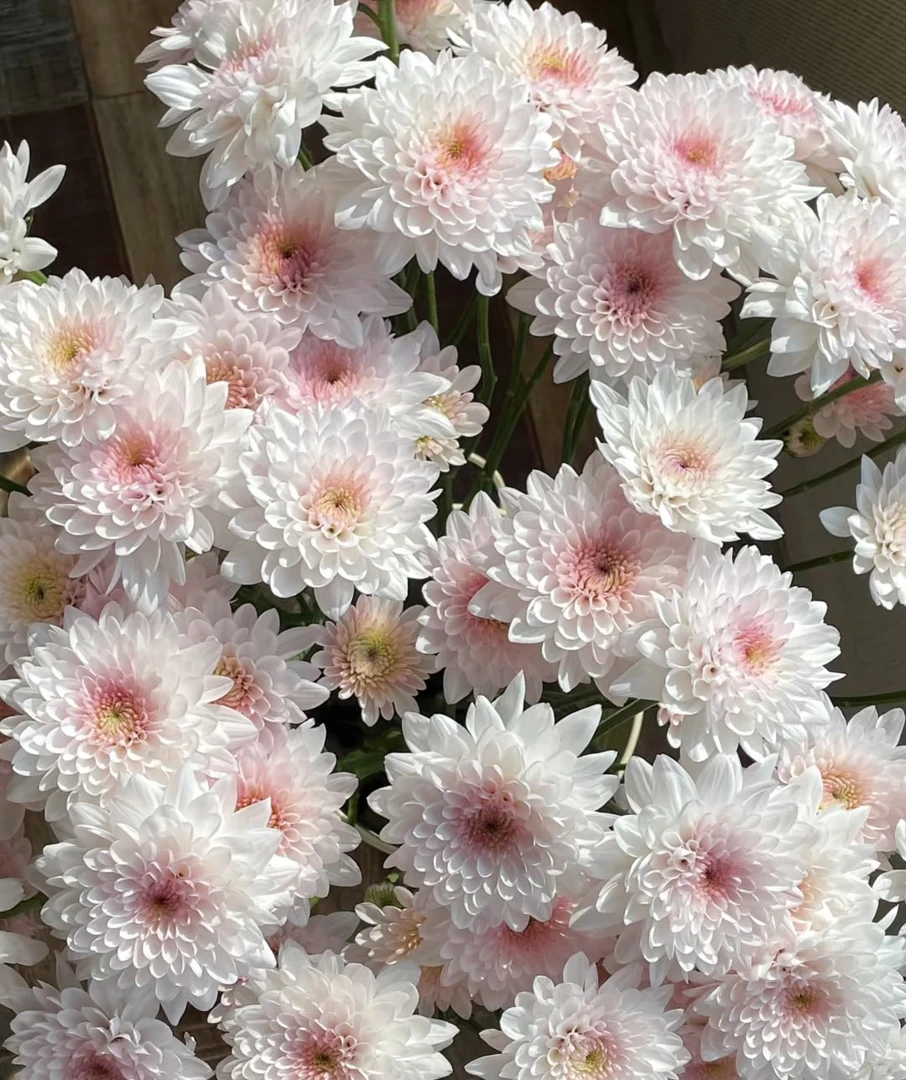 奶油蛋糕小雏菊一把（8到10支）  云南基地鲜花   家养    水养