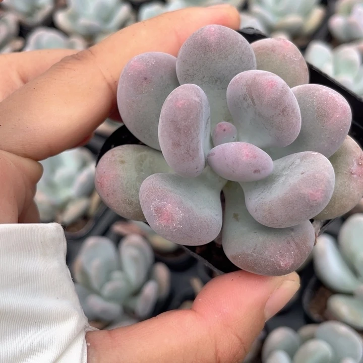 烟美人65杯单头随机发