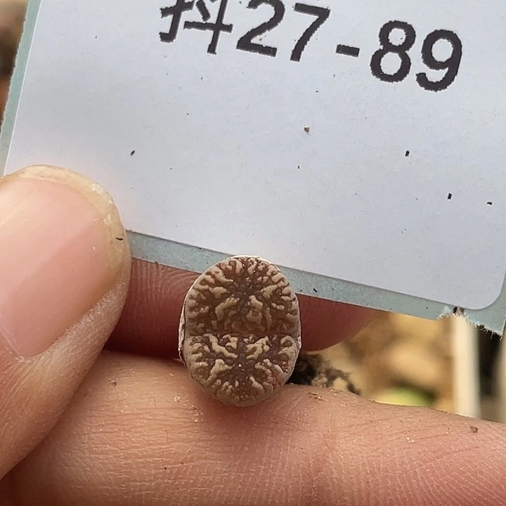 27-89泡泡鸟多肉植物