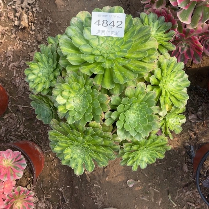 4842知否的人多大的