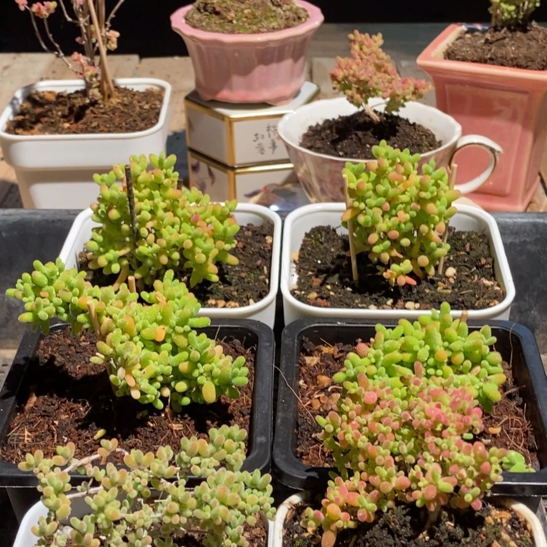 枝干番杏多肉植物342