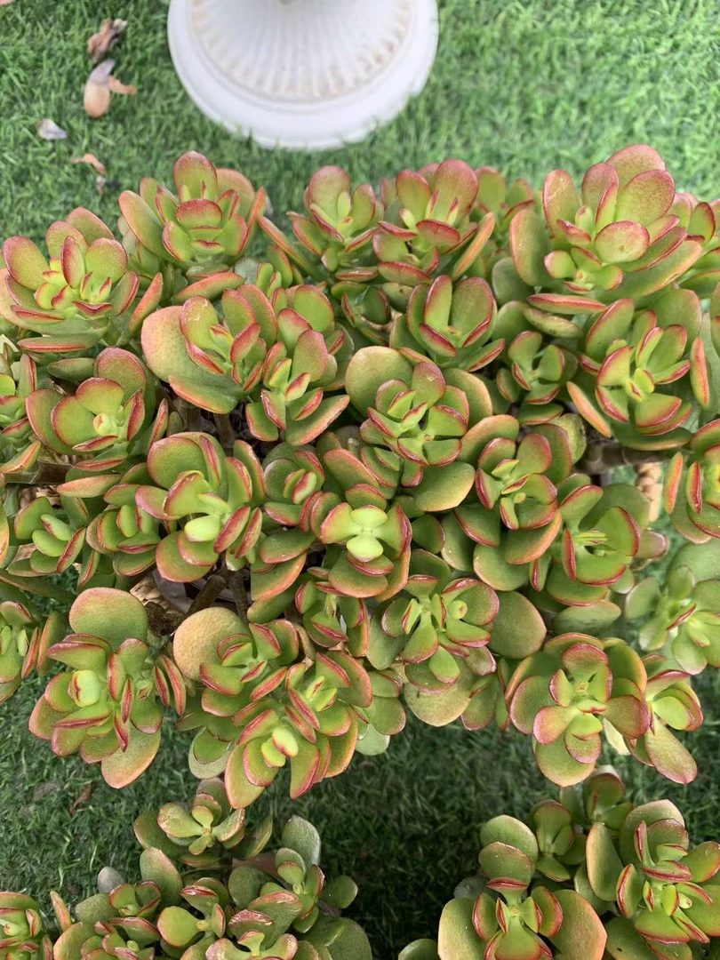 姬红花月多肉植物基地清棚全部好看带盆发货，新手，好养护耐旱