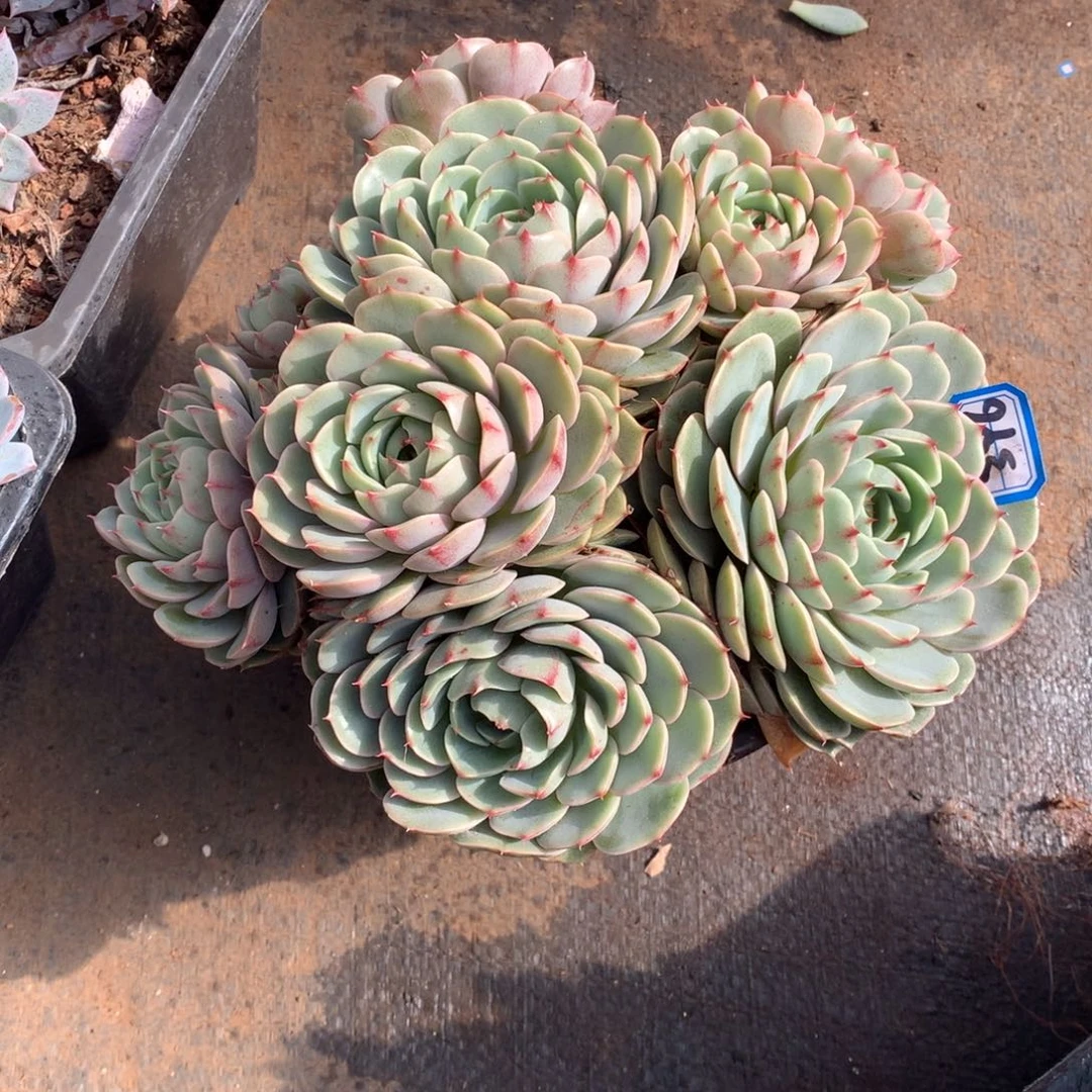 396笨巴蒂斯 一物一拍多肉