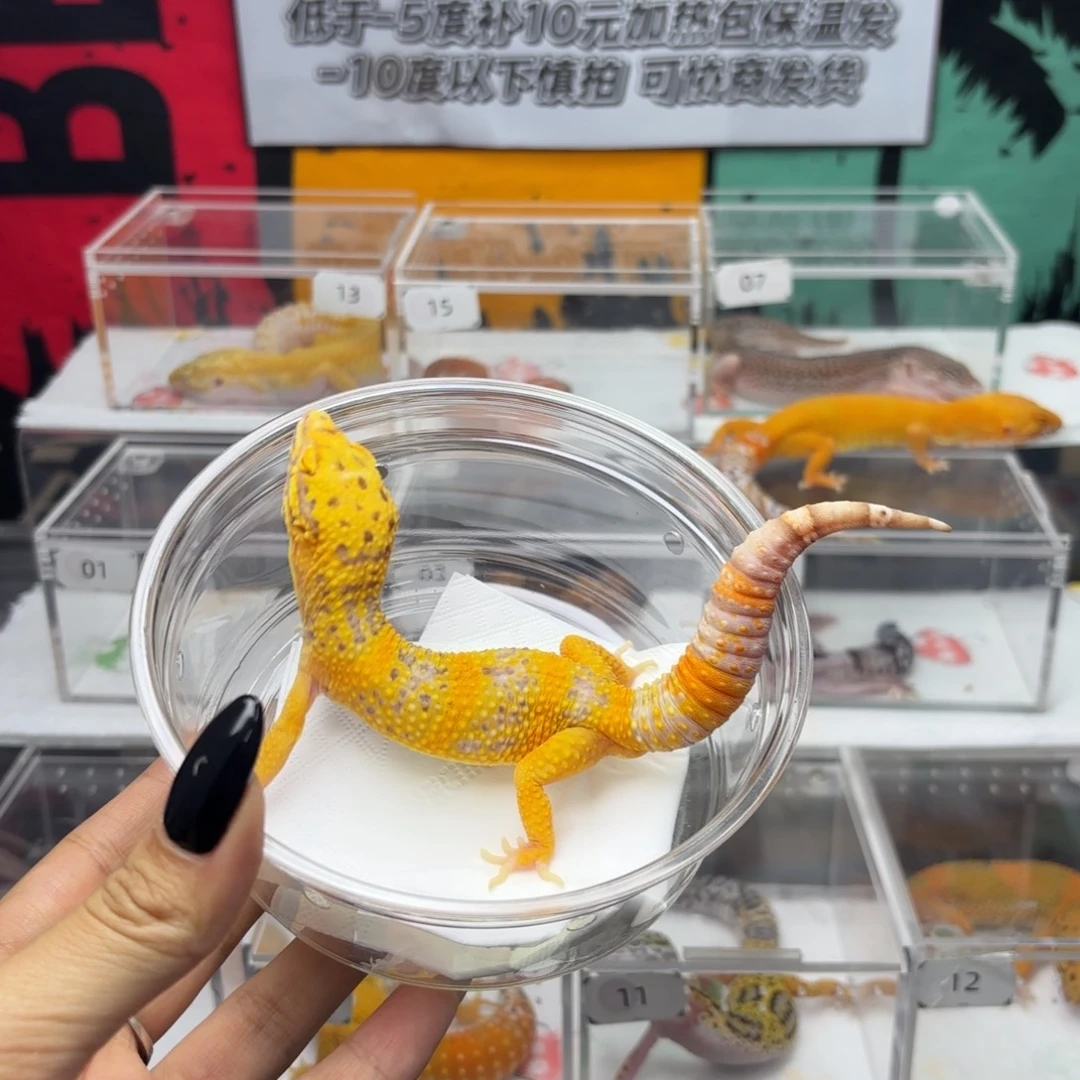 豹纹守宫超级橘白弟弟 V086