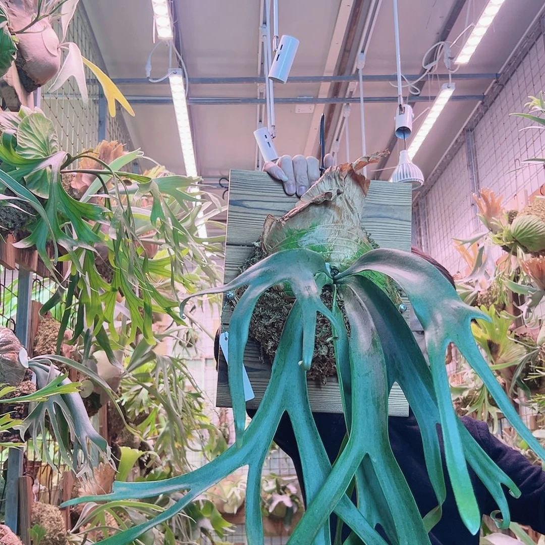 无花朵Tonkla13。 a50。