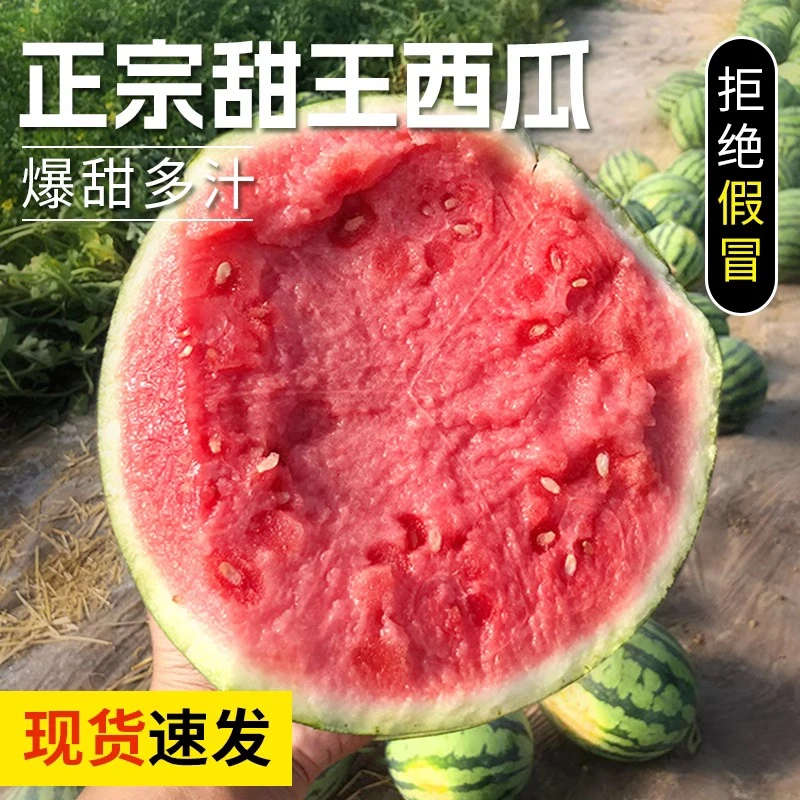 8424新鲜满口甜冰糖麒麟瓜农家脆甜多汁爆甜西瓜爆汁自然种植