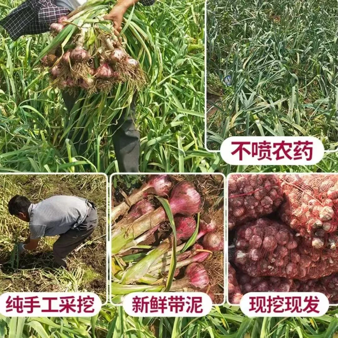 2025云南新鲜大蒜批发现挖紫皮湿蒜香蒜糖醋蒜多瓣腊八蒜泡蒜专用