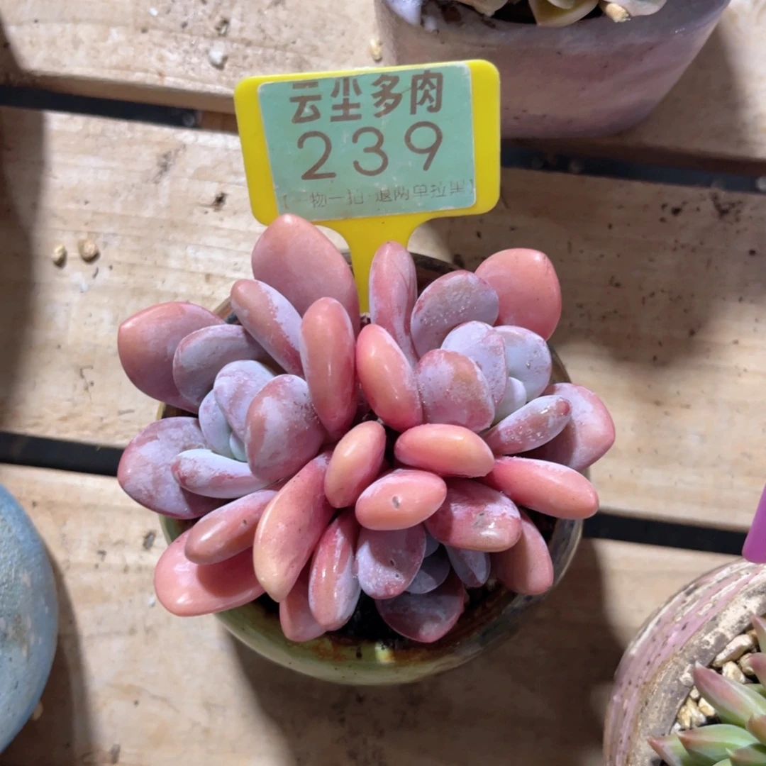 德***英云尘多肉一物一拍239不含盆，